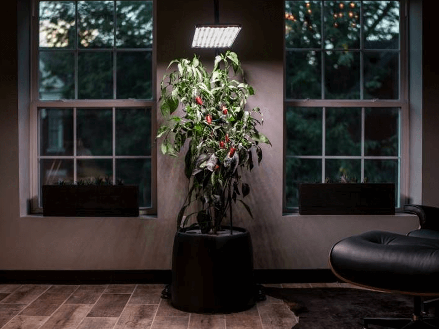 Plante sous éclairage végétal dans une pièce sombre entre deux fenêtres