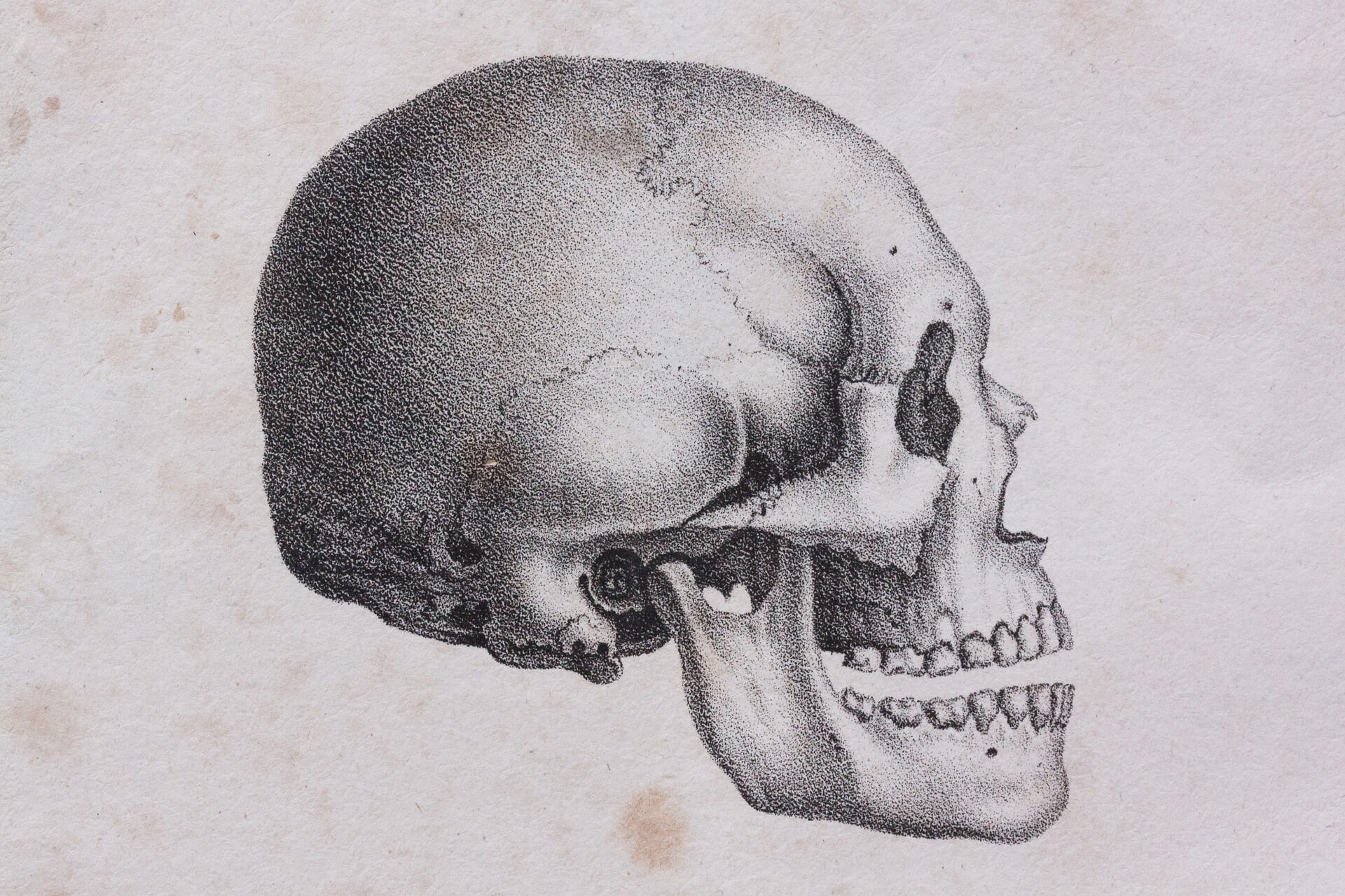 crâne dessiné